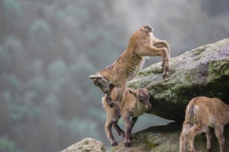 A group of young ibex (Capra ibex) play on a rock