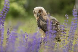 One young Eurasian Eagle Owl, Bubo bubo, sitting on a twig between lupines growing on a meadow