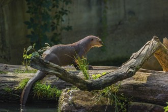 A giant otter or giant river otter (Pteronura brasiliensis) eats fish on a rotten tree trunk