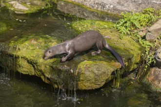 One giant otter or giant river otter (Pteronura brasiliensis) standing on a mossy rock in a creek