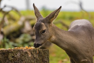 One female Roe Deer, (Capreolus capreolus), nibbles moss from a tree stump