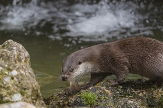 One Eurasian otter (Lutra lutra), sitting on a rock and feeding on a fisch. A little cascade in the