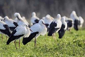 White storks (Ciconia ciconia), large flock standing in a meadow, Flachsee, Canton Aargau,