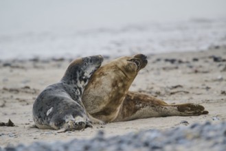 Grey seal (Halichoerus grypus) playing with each other on the beach, Düne, Helgoland,