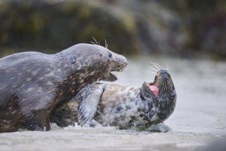 Grey seal (Halichoerus grypus) playing with each other in the water, sea, Düne, Helgoland,
