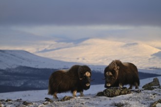Two musk oxen (Ovibos moschatus) in the soft light of the evening sun in the snow,