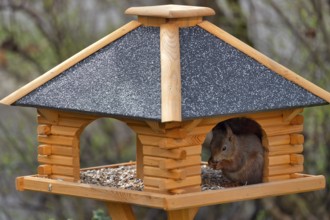 Eurasian red squirrel (Sciurus vulgaris), sitting in bird house and eating bird food, Stuttgart,