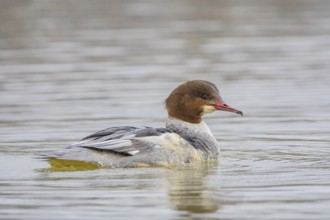 Goosander (Mergus merganser) wbl Germany