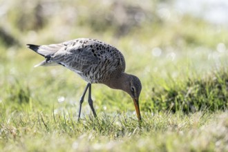Black-tailed godwit (Limosa limosa), Lower Saxony, Germany, Europe