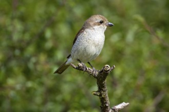 Red-backed shrike (Lanius collurio) wbl Germany
