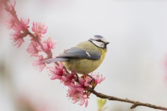A gentle scene with a blue tit (Parus caeruleus) on a branch covered with pink flowers in the