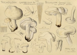 Mushroom, Mushrooms, May mushroom, St George's mushroom, Tricholoma gambosum, authentic