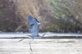 Grey heron (Ardea cinerea) Germany