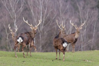 Four Japanese sika deer (Cervus nippon nippon) are standing in a meadow in hilly terrain. A forest