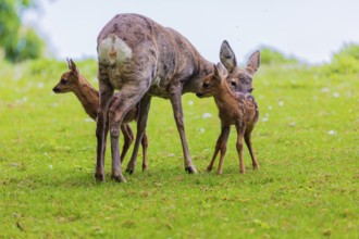 One female Roe Deer, (Capreolus capreolus), stands on a meadow with her two fawns