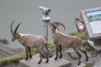 Some ibex (Capra ibex) walking along the Grossglockner High Alpine Road, looking interested on the