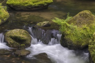Flowing, silky water with ferns and rocks in the Edmunds Gorge, river Kamnitz, Hrensko, Ustecky