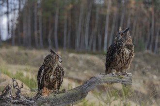Two Eurasian Eagle Owls, Bubo bubo, sitting side by side on a root of a dead tree. A forest in the