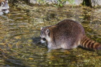One adult Raccoon, Procyon lotor, stands in the shallow water of a creek searching for food