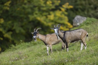 Two female Tauernschecke goats, Capra aegagrus hircus, stand on a green meadow on hilly ground
