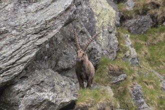 One adult ibex (Capra ibex) standing between rocks, frontal portrait, on 2500 m sea level in the