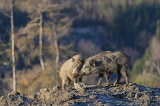 Two young wild boar or wild pig (Sus scrofa) standing on a small hill on an opening. First sweet