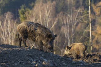 Two wild boar or wild pig (Sus scrofa) searching for food on an opening. Early morning light