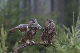 One female and one male Eurasian Eagle Owl, Bubo bubo, perched on a branch. A forest in the