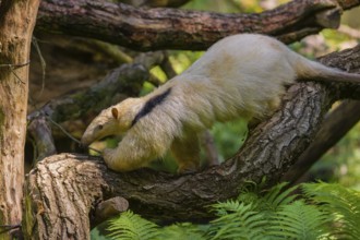 A southern tamandua (Tamandua tetradactyla), climbs in a tree in a forest