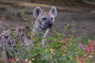 One young adult male spotted hyena (Crocuta crocuta), or laughing hyena standing behind some bushes
