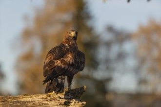 One golden eagle (Aquila chrysaetos) sitting on a broken and rotting log with fall foliage in the