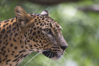 One Sri Lanka Leopard, Panthera pardus kotiya, sideview portrait