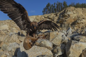 One golden eagle (Aquila chrysaetos) sitting in bright sunlight on a scree slope, feeding on a dead