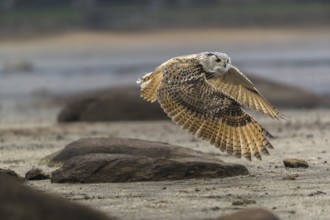 One Siberian Eagle Owl (Bubo bubo sibiricus) flying over a dry lakeshore on an autumnal misty cold