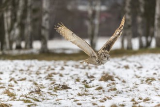 One Siberian Eagle Owl (Bubo bubo sibiricus) flying over a snowy meadow at the edge of a a forest