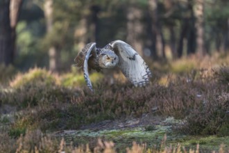 One Siberian Eagle Owl (Bubo bubo sibiricus) flying thru a forest
