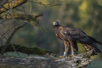 One golden eagle (Aquila chrysaetos) sitting on a broken and rotting log with fall foliage in the