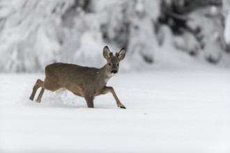 One young male Roe Deer, Roe buck (Capreolus capreolus), running through deep snow. Trees in the