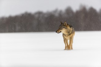 One male eurasian gray wolf (Canis lupus lupus) walking thru deep snow during snow fall. A forest
