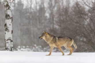 One male eurasian gray wolf (Canis lupus lupus) walking thru deep snow during snow fall. A forest
