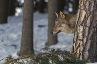 Portrait of one male eurasian gray wolf (Canis lupus lupus) standing between trees in a snowy