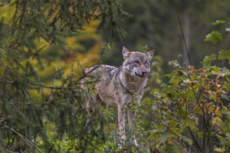 One eurasian gray wolf (Canis lupus lupus) standing in green vegetation. Some fall colours in the