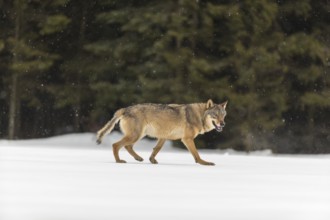One male eurasian gray wolf (Canis lupus lupus) walking thru deep snow during snow fall. A forest