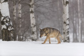 One male eurasian gray wolf (Canis lupus lupus) walking thru deep snow during snow fall. A forest