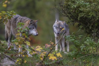 Two eurasian gray wolf (Canis lupus lupus) standing on a small hill between fall foliage