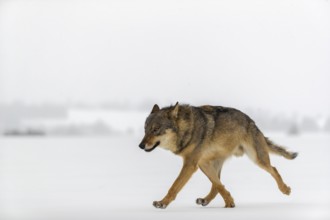 One male eurasian gray wolf (Canis lupus lupus) walking thru deep snow during snow fall. A forest