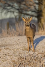 Roe deer on hoar frosted meadow at minus 15 °C at sunrise. Trees and dead stinging nettle in