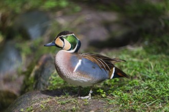 Baikal Teal (Anas formosa), male bird, resting at the side of a lake, captive, Hesse, Germany,