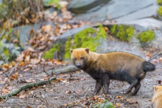 One Bush dog (Speothos venaticus) walking thru deforested area with dead leaves on the hilly ground