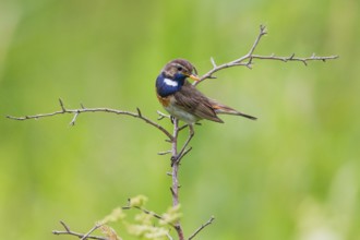 Bluethroat (Luscinia svecica cyanecula) adult male with a larvae in its bill, Hesse, Germany,